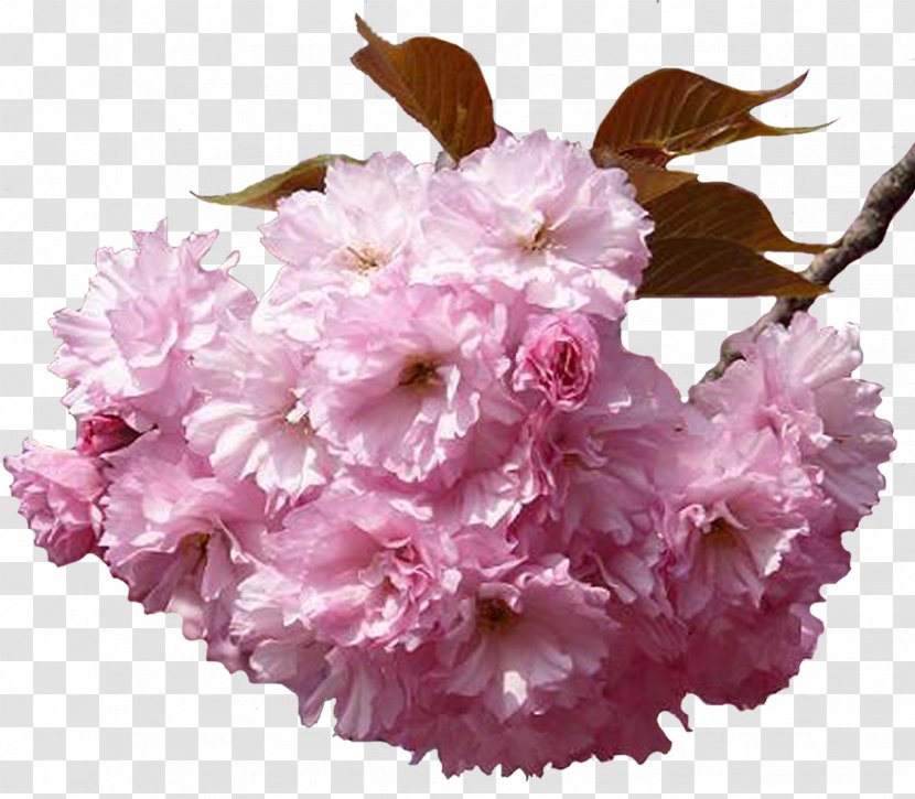Flower Bouquet Clip Art Blossom - Cut Flowers - Cherry National Transparent PNG