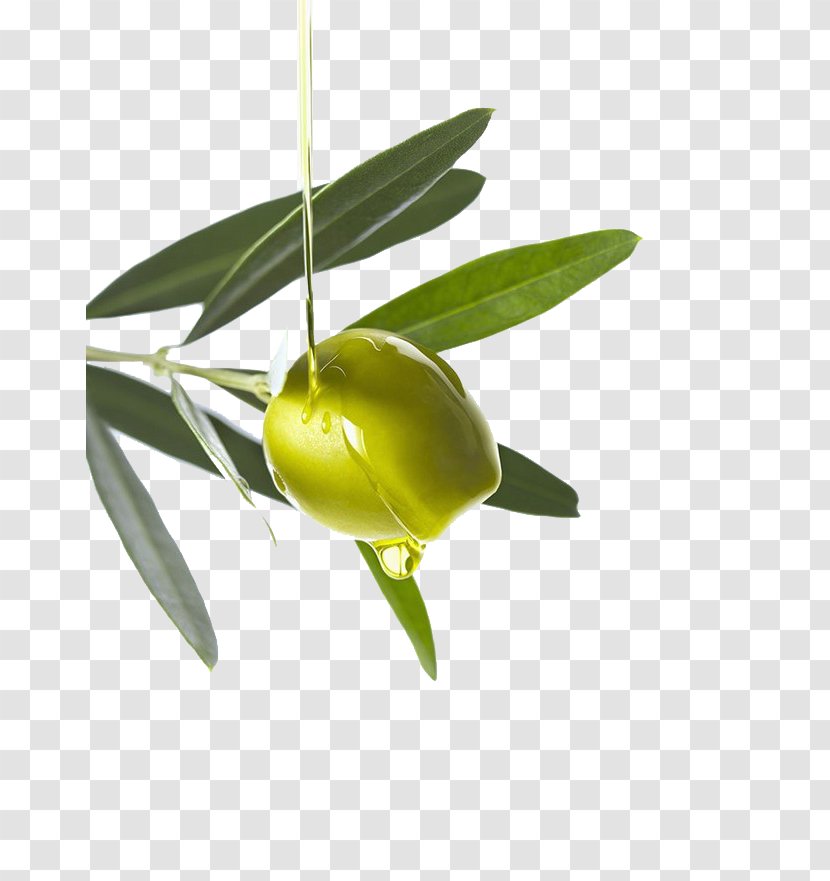 Olive Oil Computer File - Flower Transparent PNG