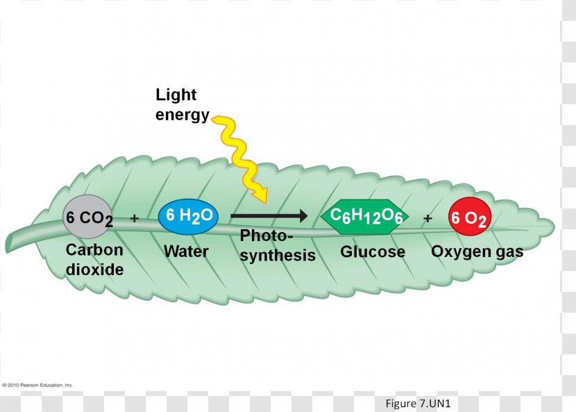 Cellular Respiration Photosynthesis Plant - Aerobic Organism - Solar Cell Transparent PNG