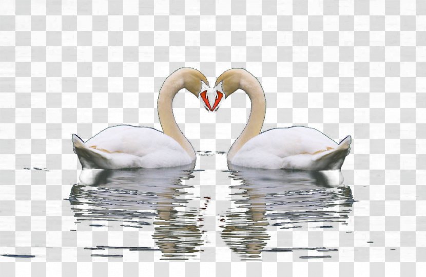 Cygnini Swan Lake - One Pair Of Swans On The Transparent PNG