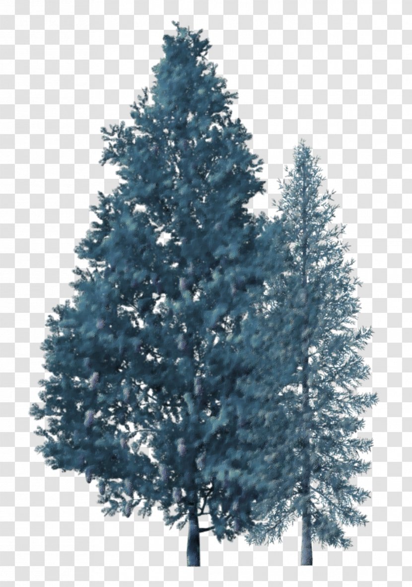 Spruce Christmas Tree Fir Branch Transparent PNG