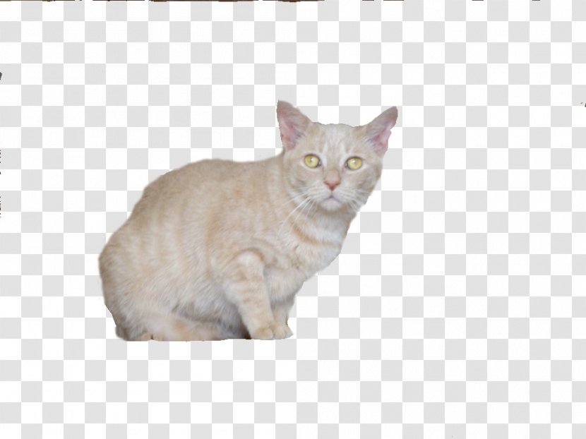 Burmilla British Shorthair American European Australian Mist - Burmese Cat - Nikki Transparent PNG