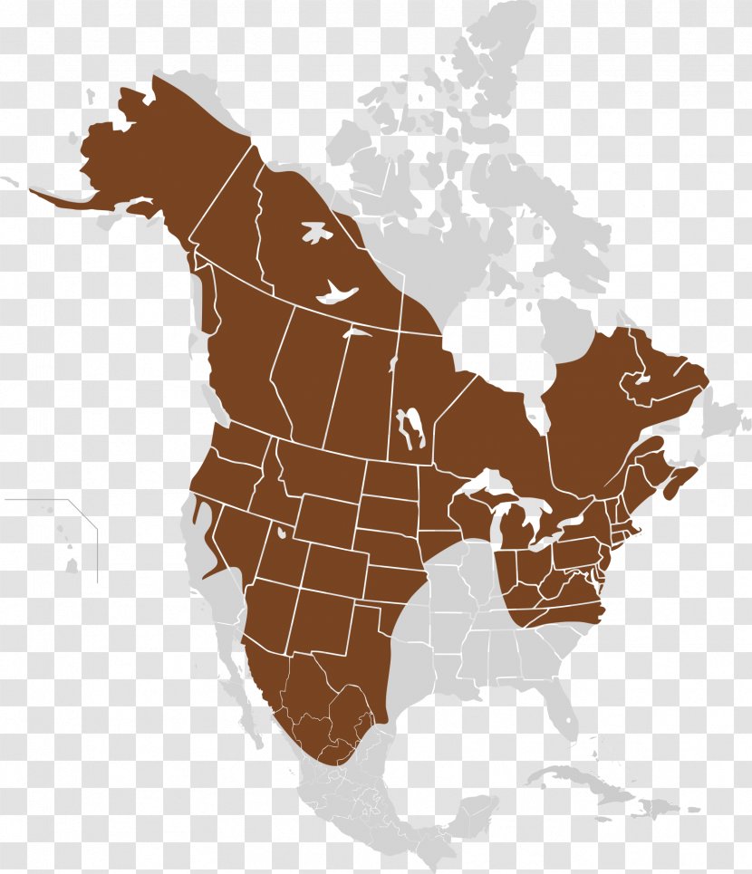 United States Of America Canada Blank Map World - Cartoon - North American Porcupine Transparent PNG