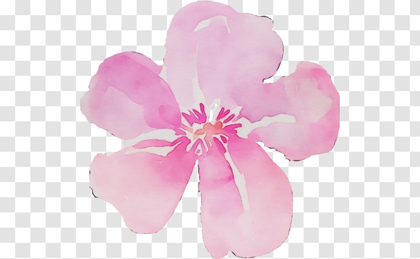 Watercolor Pink Flowers - Herbaceous Plant - Blossom Magnolia Family Transparent PNG