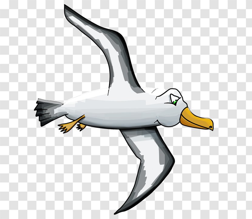 Bird Gulls Albatross Cartoon Clip Art - Fauna Transparent PNG