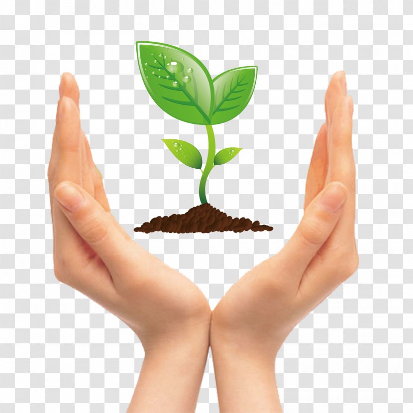 Tree Seedling Clip Art - Holding Green Teeth In Kind Pictures Transparent PNG