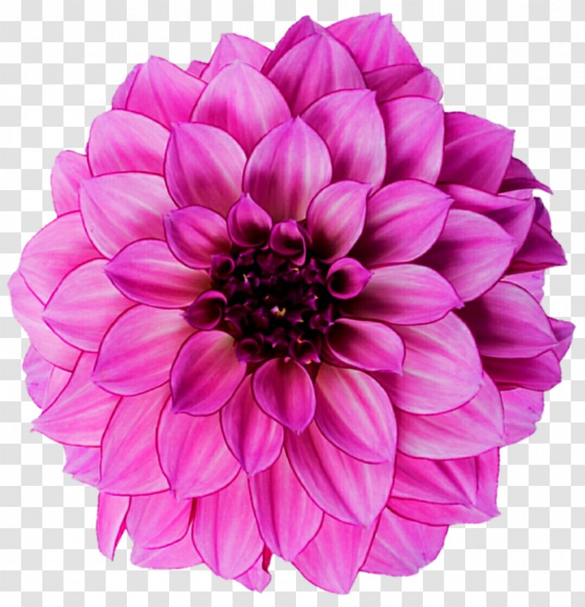 Dahlia Flower Royalty-free Photography - Cut Flowers - Pink Light Transparent PNG