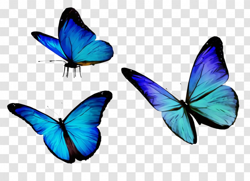 Butterfly Insect Moths And Butterflies Blue Pollinator - Paint - Lycaenid Wing Transparent PNG