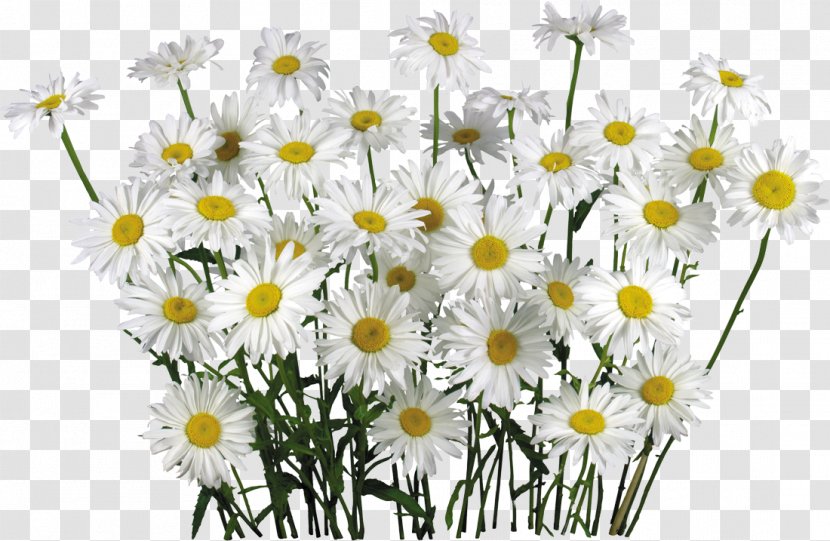 Chamomile Clip Art - Camomile Transparent PNG