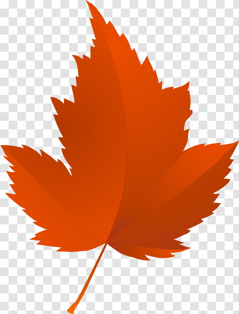 Maple Leaf Tree Autumn Red - Follaje Transparent PNG