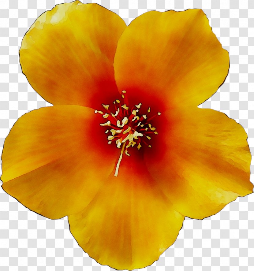 Rosemallows Yellow - Flowering Plant Transparent PNG