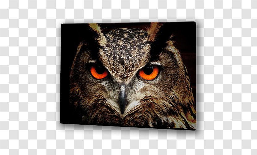 Barn Owl Bird Clip Art Eurasian Eagle-owl Transparent PNG
