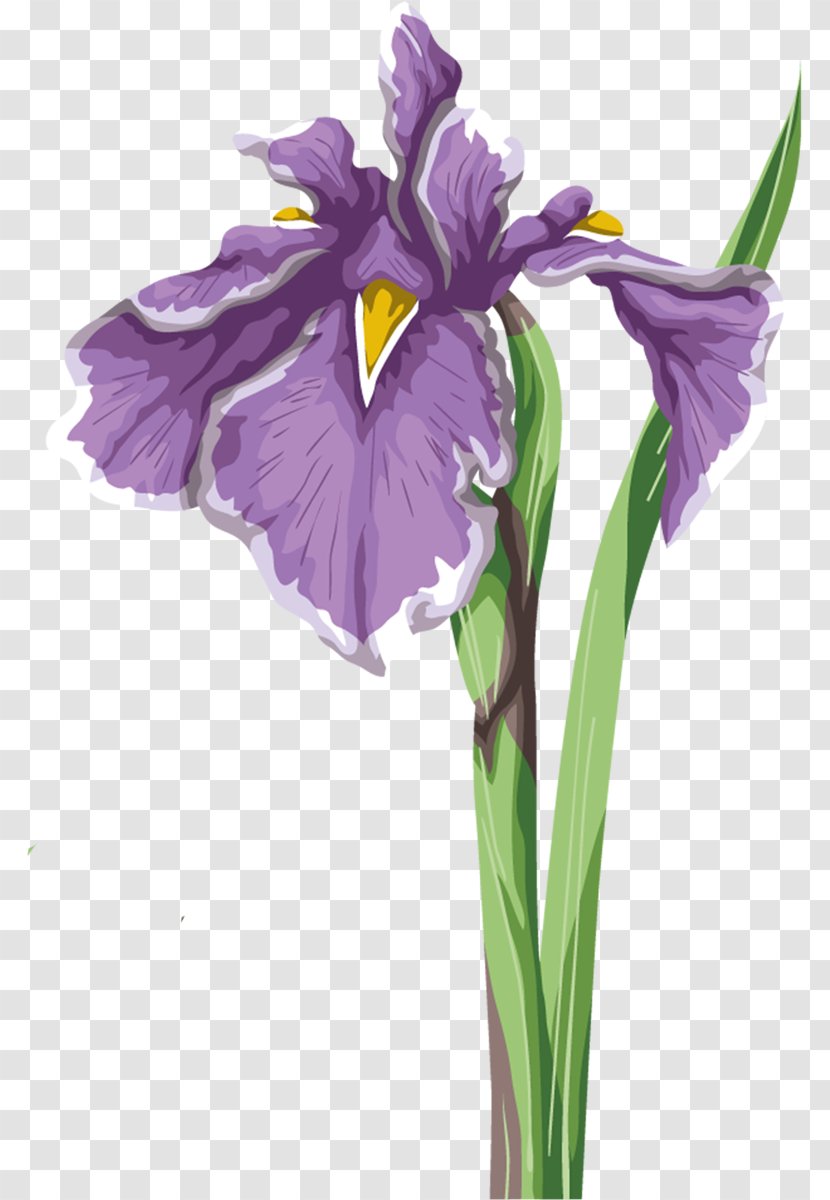 Iris Flower Data Set Wall Versicolor - Family Transparent PNG