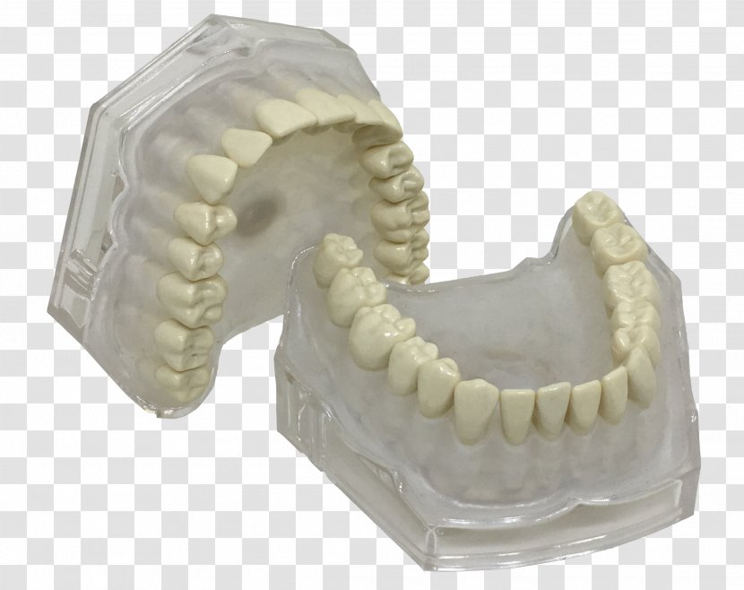 Human Tooth Typodont Jaw Dentistry - Color Transparent PNG