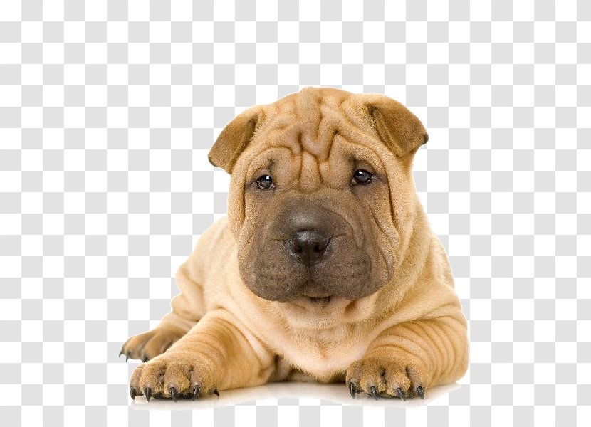 Shar Pei Puppy Boxer French Bulldog - Snout Transparent PNG