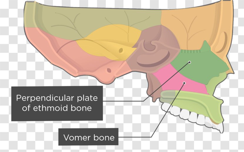 Vomer Nasal Concha Sphenoid Bone Lacrimal Ethmoid - Tree - Frame Transparent PNG