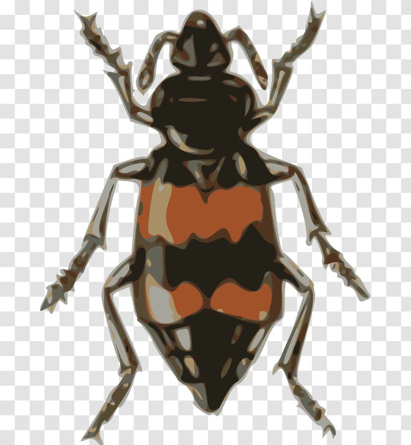 Volkswagen Beetle Nicrophorus Vespillo Clip Art - Membrane Winged Insect - Cliparts Transparent PNG