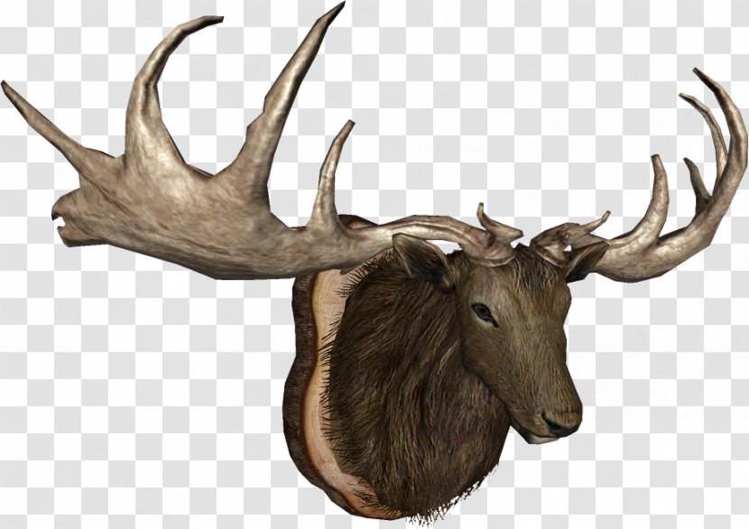 Elk Moose Trophy Hunting Reindeer Horn - Antler Transparent PNG