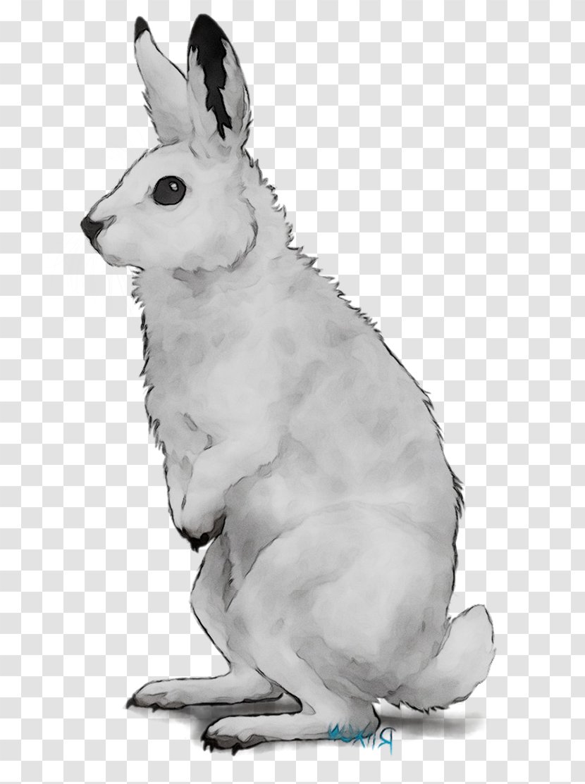 Domestic Rabbit Hare Macropods Dog Mammal Transparent PNG