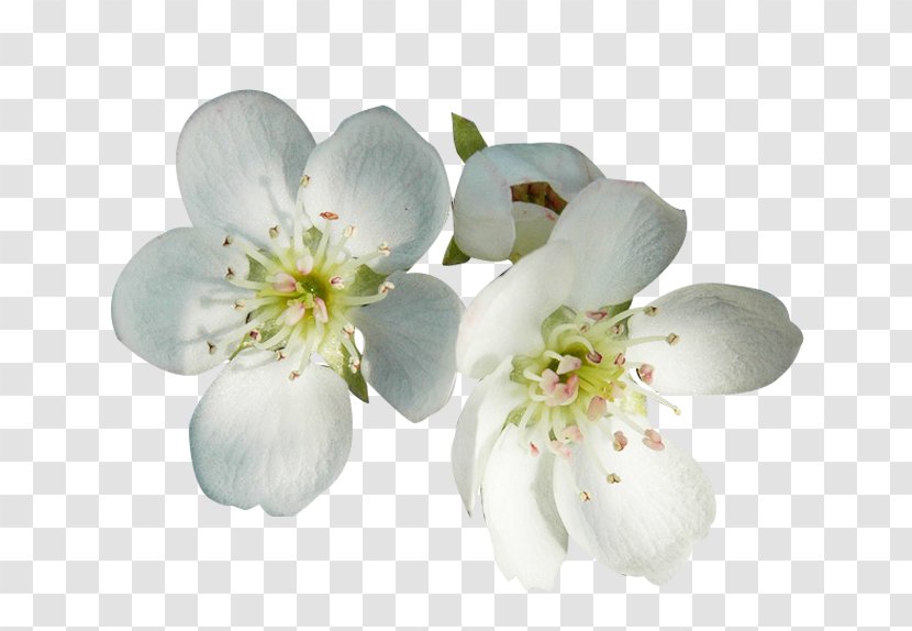 Flower Petal Blossom - White Pear Petals Two Picture Material Transparent PNG