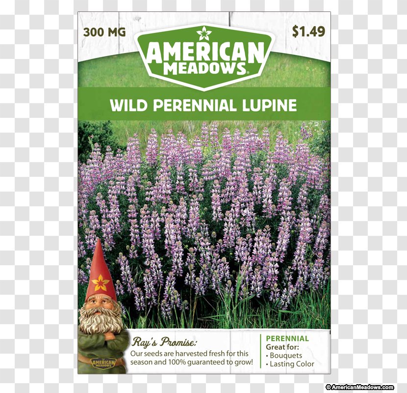 English Lavender Hyssopus Shrub Catnips Lawn - Perennial Transparent PNG