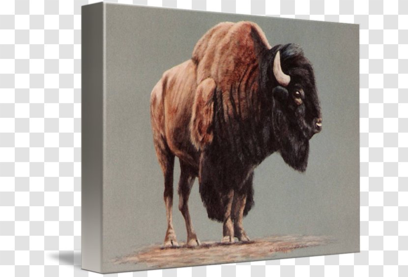 American Bison Watercolor Painting Drawing Art - Fauna Transparent PNG