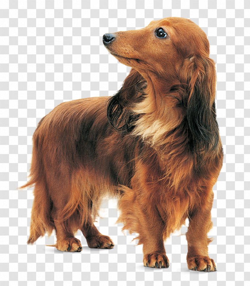Dachshund Sussex Spaniel Dog Breed Yorkshire Terrier Chihuahua - Companion - Wet Transparent PNG