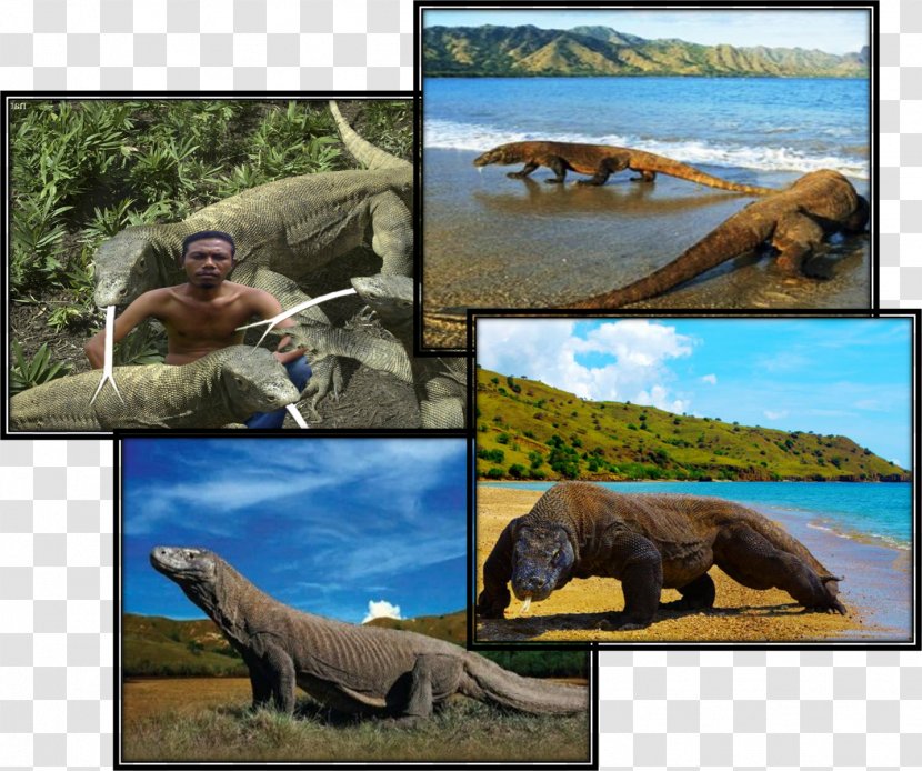 Reptiles Ecosystem Wildlife Fauna - Komodo Transparent PNG