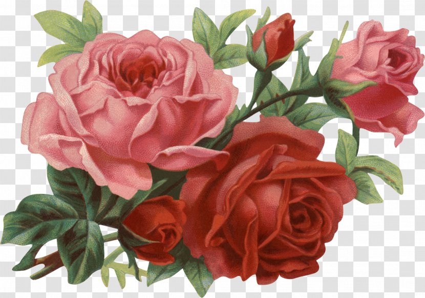 Rose Flower Clip Art - Garden Roses - Flowers Transparent PNG