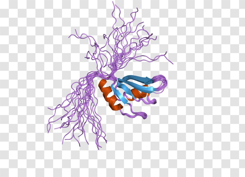 PABPC1 PABPC3 Messenger RNA Protein Translation - Heart - Tree Transparent PNG