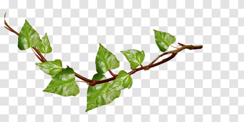 Clip Art Image Free Content Openclipart - Twig - Ivy Plants Transparent PNG
