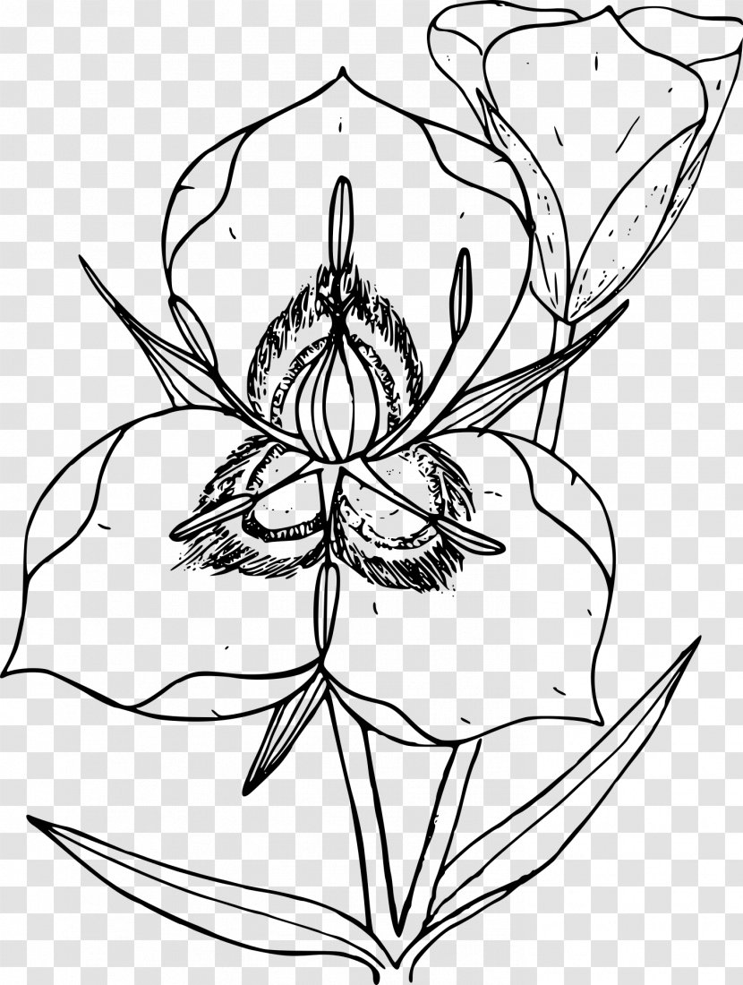 Utah Drawing Line Art Calochortus Nuttallii Sketch - Flower Plant Transparent PNG