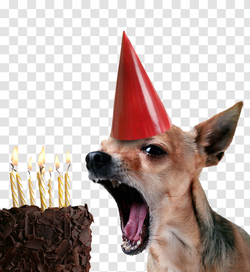 Chihuahua Birthday Cake Puppy Happy To You - Dog Like Mammal Transparent PNG