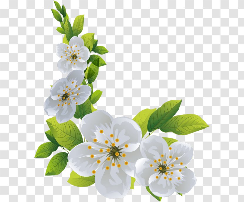 Cherry Blossom Spring Cut Flowers Transparent PNG