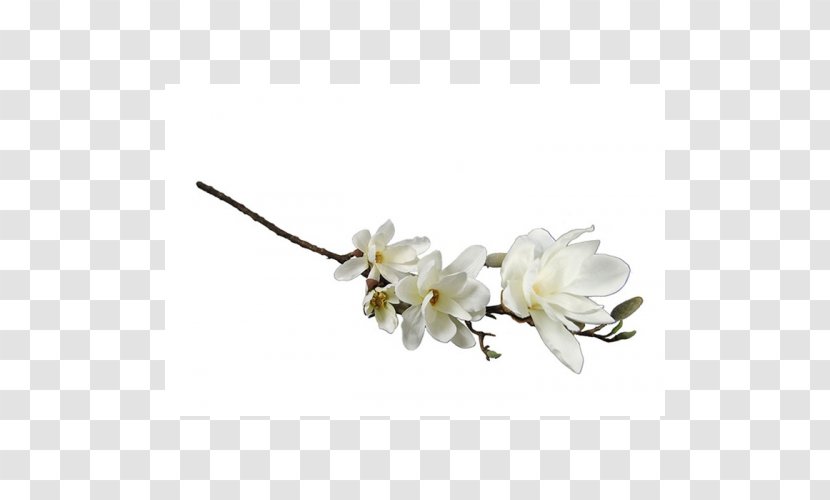 Cut Flowers Vase Flower Bouquet Flowering Plant - White Magnolia Transparent PNG