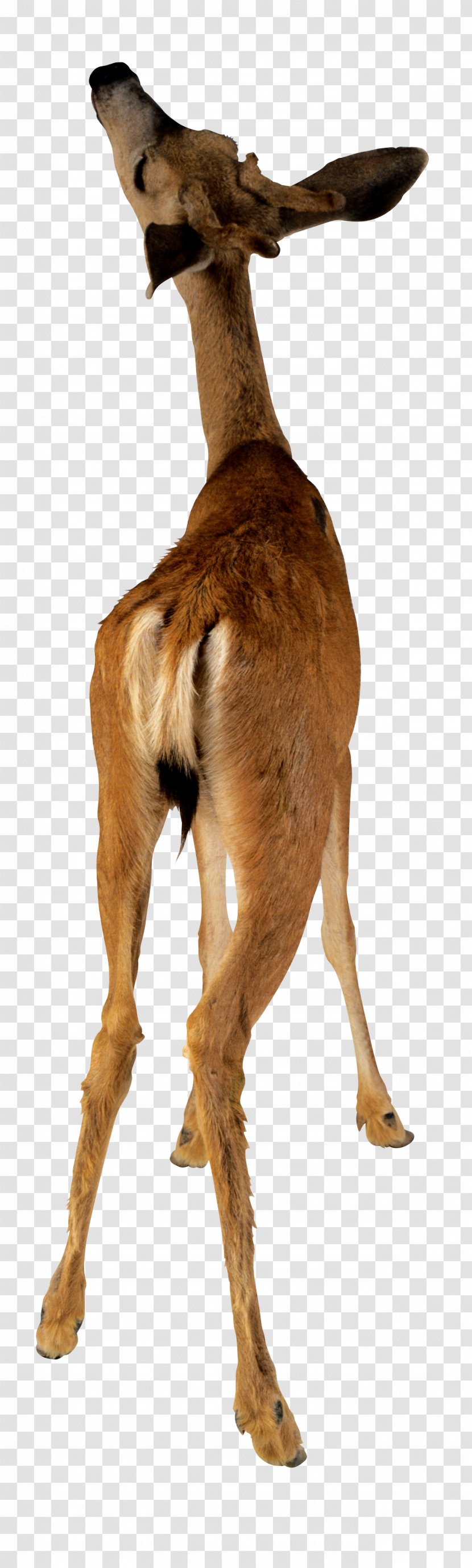 Deer Animal Camel Stock Photography - Impala Transparent PNG