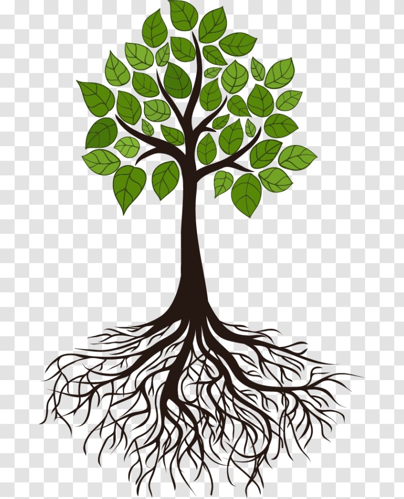 Tree Root Branch Clip Art - Stock Photography Transparent PNG