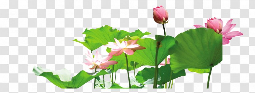 Nelumbo Nucifera Leaf - Herbaceous Plant - Lotus Flower Transparent PNG