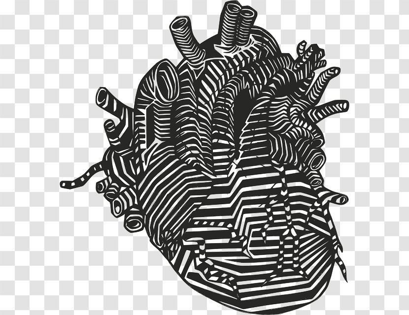 Drawing Heart Anatomy Clip Art - Black And White - Organs Vector Transparent PNG