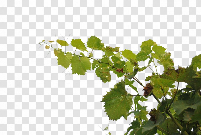 Branch DeviantArt Tree - Grape Transparent PNG