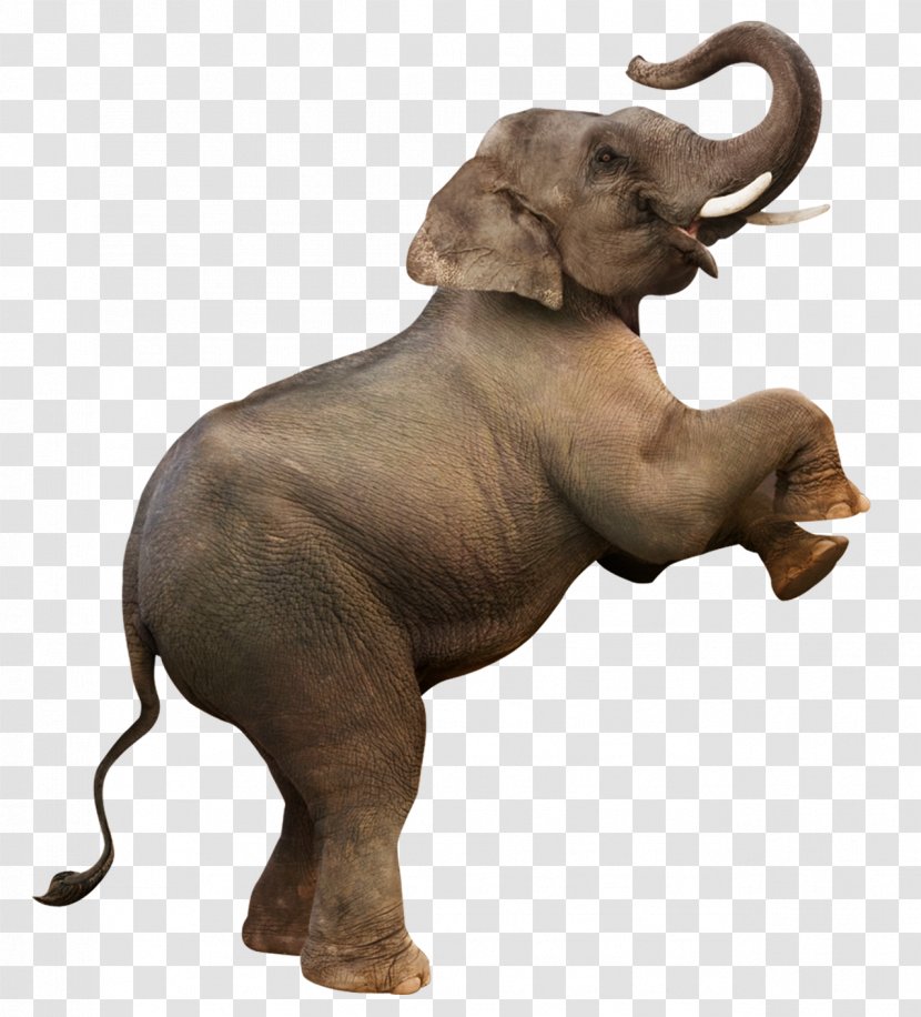 Elephant Download Computer File - African - Creative Stands Transparent PNG