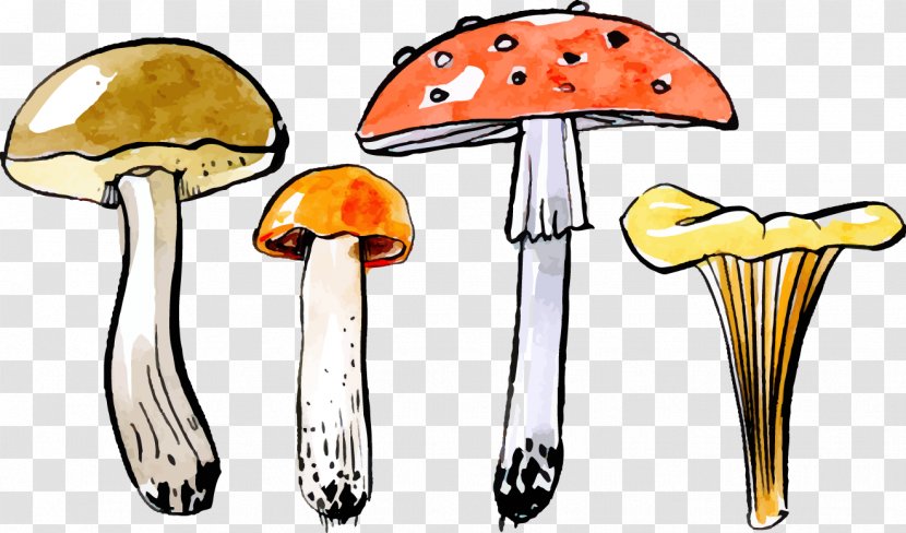 Autumn Mushroom - Vector Painted Mushrooms Transparent PNG