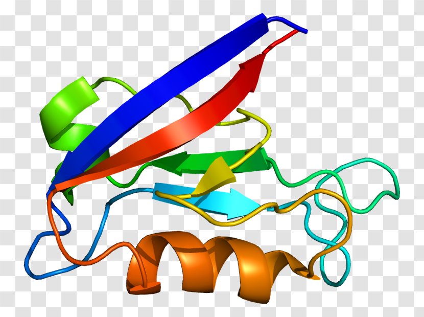 DLG1 DLG2 Gene Protein Membrane-associated Guanylate Kinase - Silhouette - Cartoon Transparent PNG