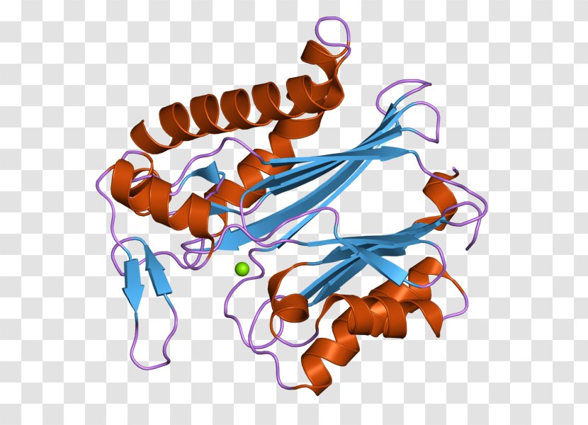 PPM1K Protein Phosphatase Ensembl Clip Art - Organism Transparent PNG