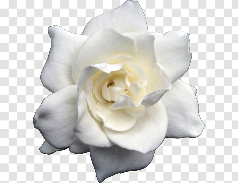 Garden Roses - White - Floribunda Transparent PNG