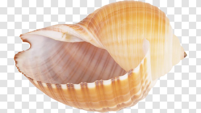 Seashell Snail Conch Clip Art - Conchology - Pretty Transparent PNG