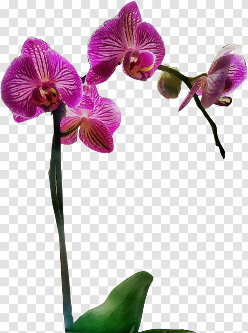 Flower Flowering Plant Moth Orchid Violet - Pedicel Purple Transparent PNG