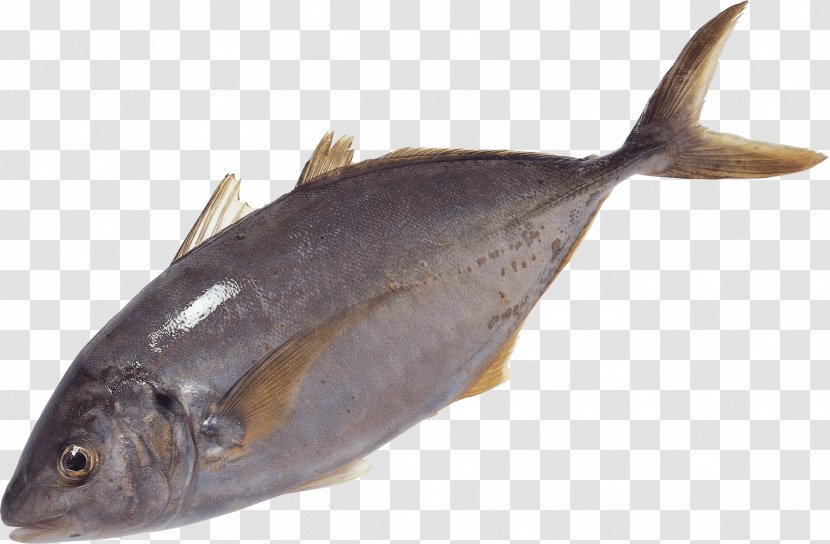 Fish As Food Yellowfin Tuna - Organism - Image Transparent PNG