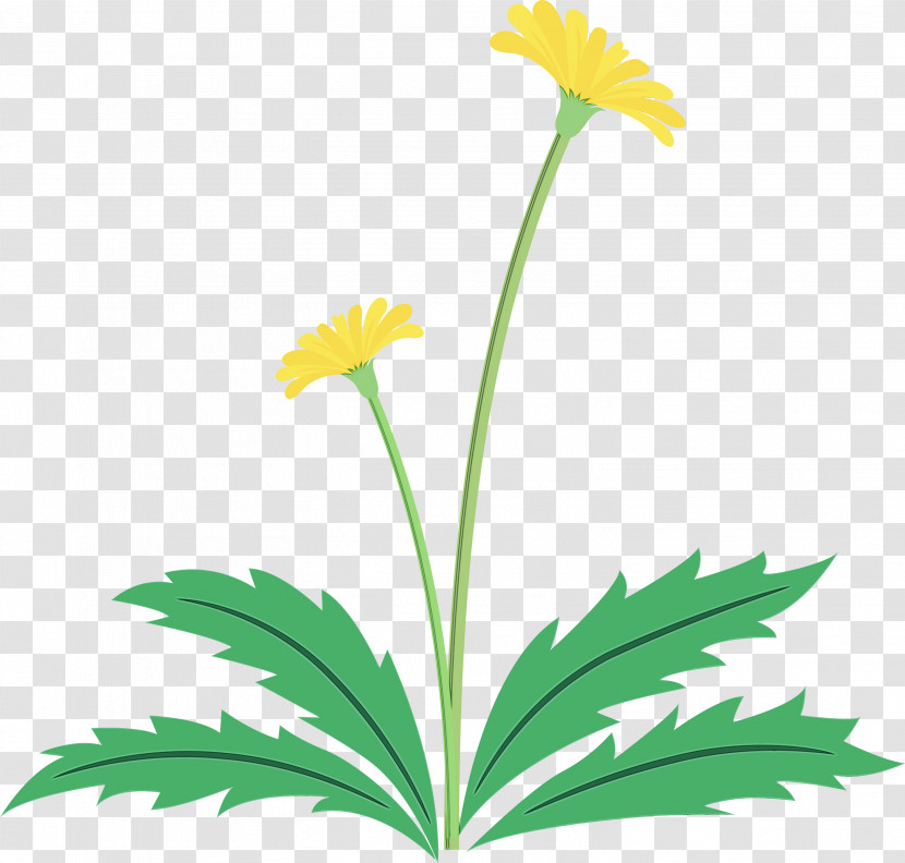 Flower Plant Yellow Chamomile Leaf Transparent PNG