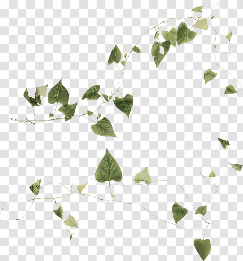 Family Tree Drawing - Branch - Plane Ivy Transparent PNG
